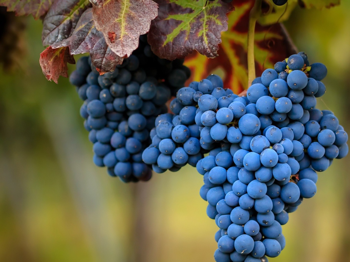 Большие гроздья спелого синего винограда 