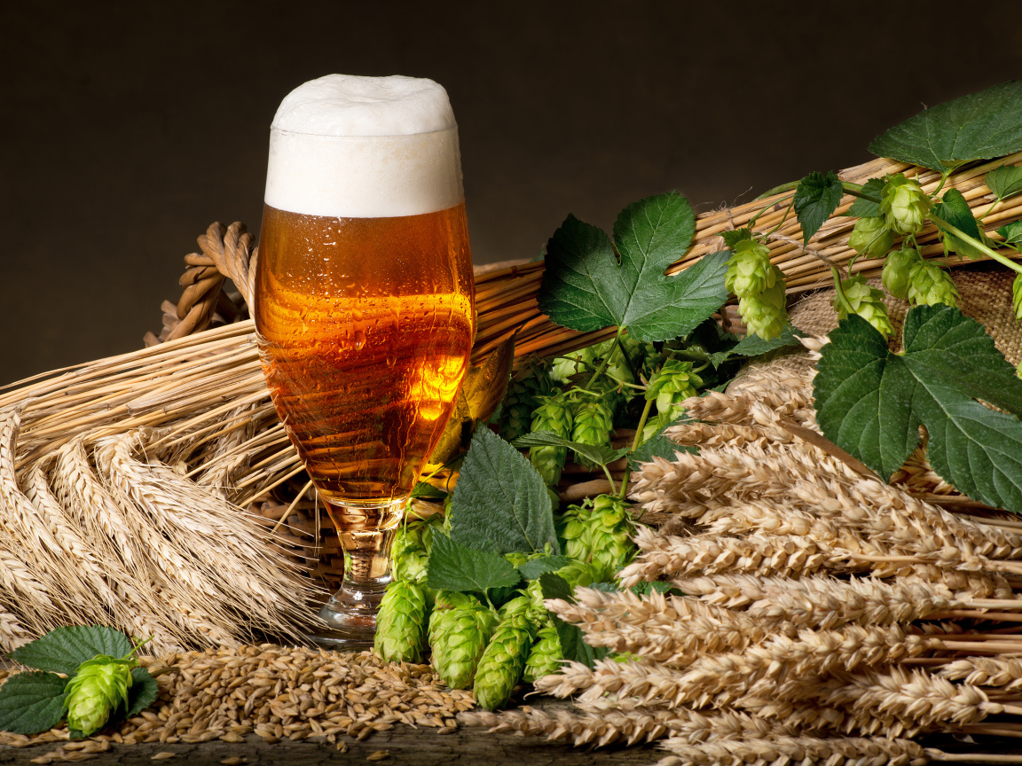 Бокал пива с хмелем и колосьями пшеницы 