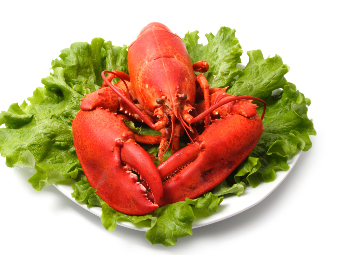 Вареный омар на тарелке с листьями салата на белом фоне