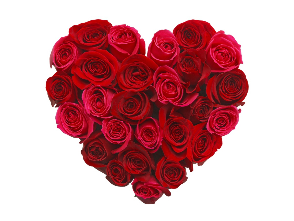 Сердце из красивых красных роз на белом фоне