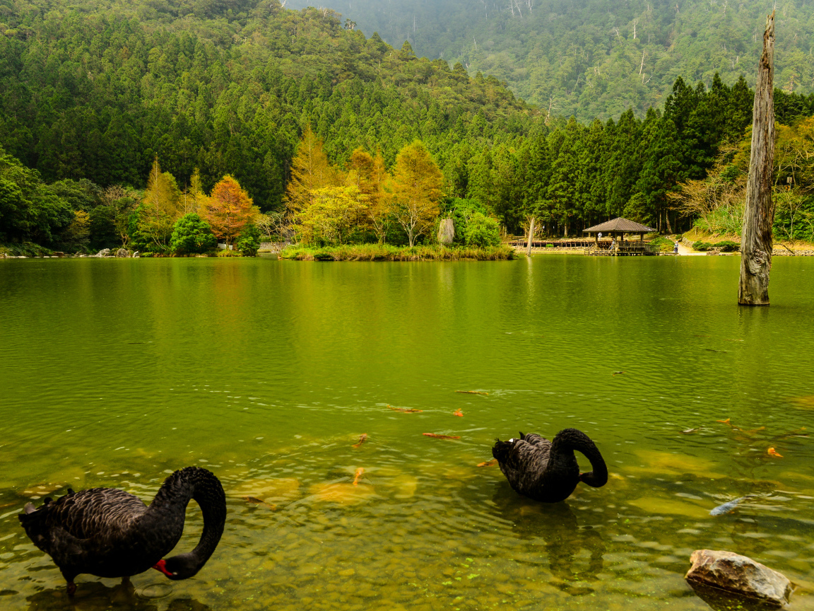 Черные лебеди в пруду на фоне красивого зеленого леса, Япония
