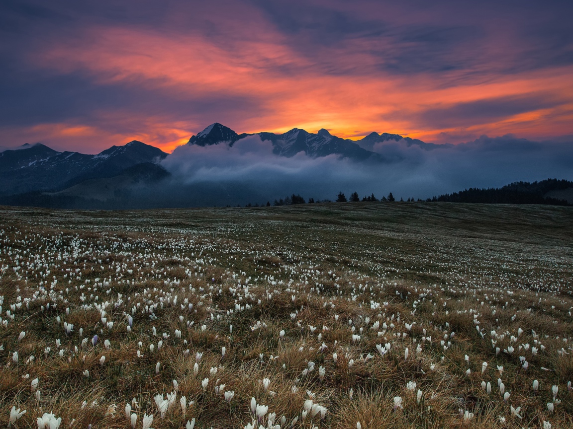 Поле белых крокусов у гор на фоне неба 