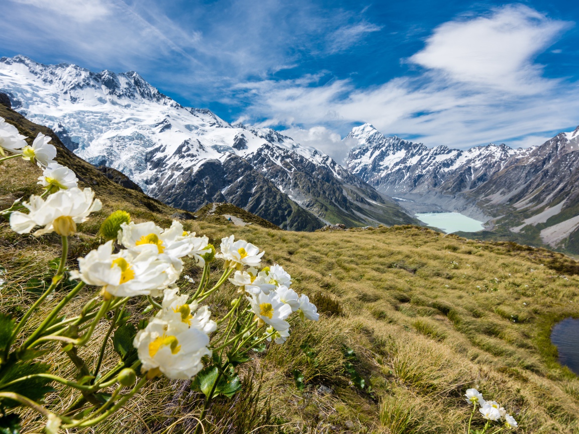 Цветы лютики на горе Маунт-Кук, Национальный парк в Новой Зеландии 