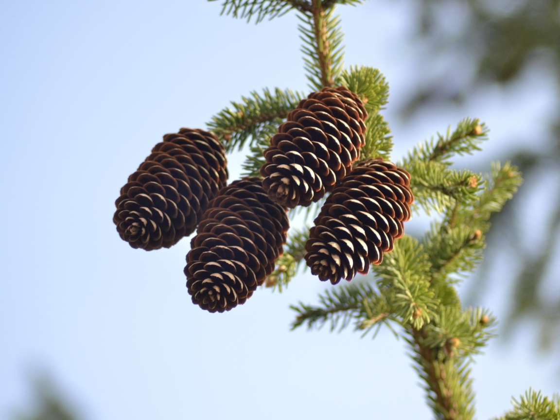 Четыре больших шишки на зеленой еловой ветке