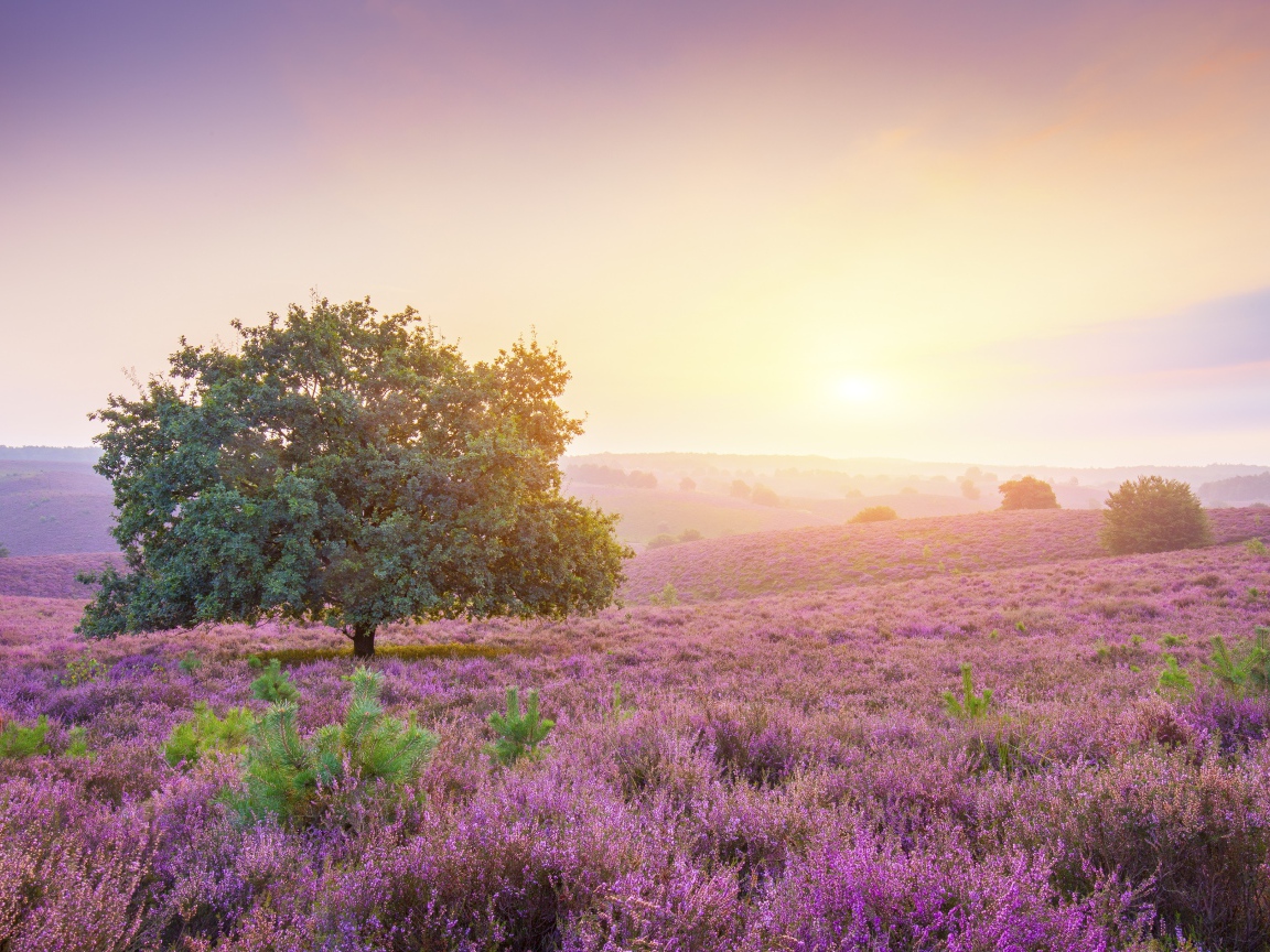 Одинокое дерево в поле с сиреневыми цветами на рассвете 