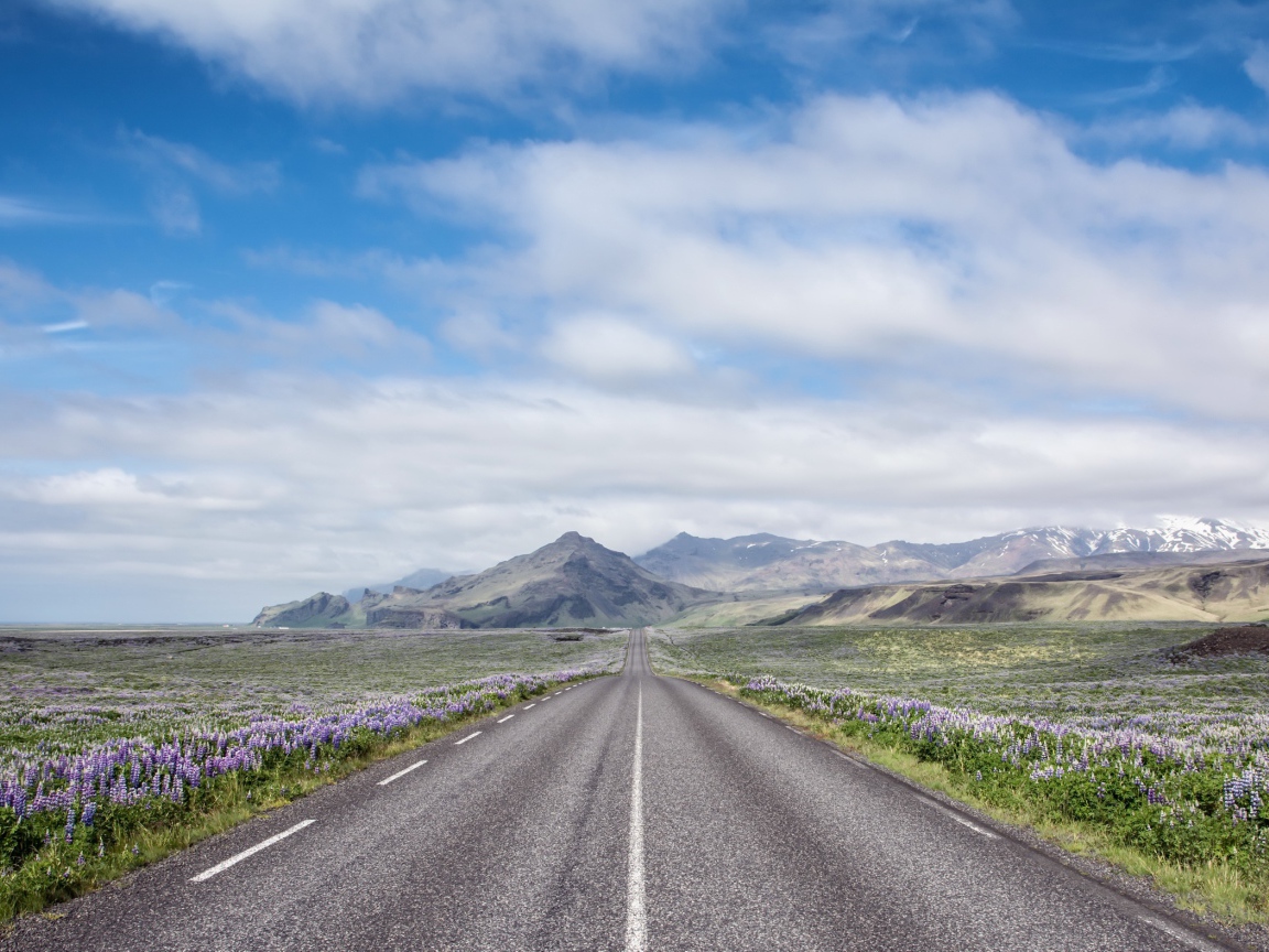 Цветы люпины у дороги под красивым небом