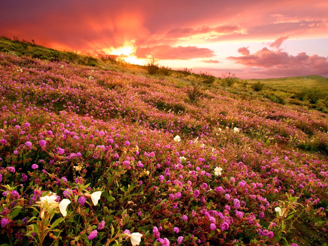 Розовые полевые цветы на фоне заката 