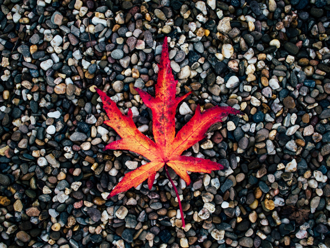 Опавший желтый лист лежит на мелких камнях