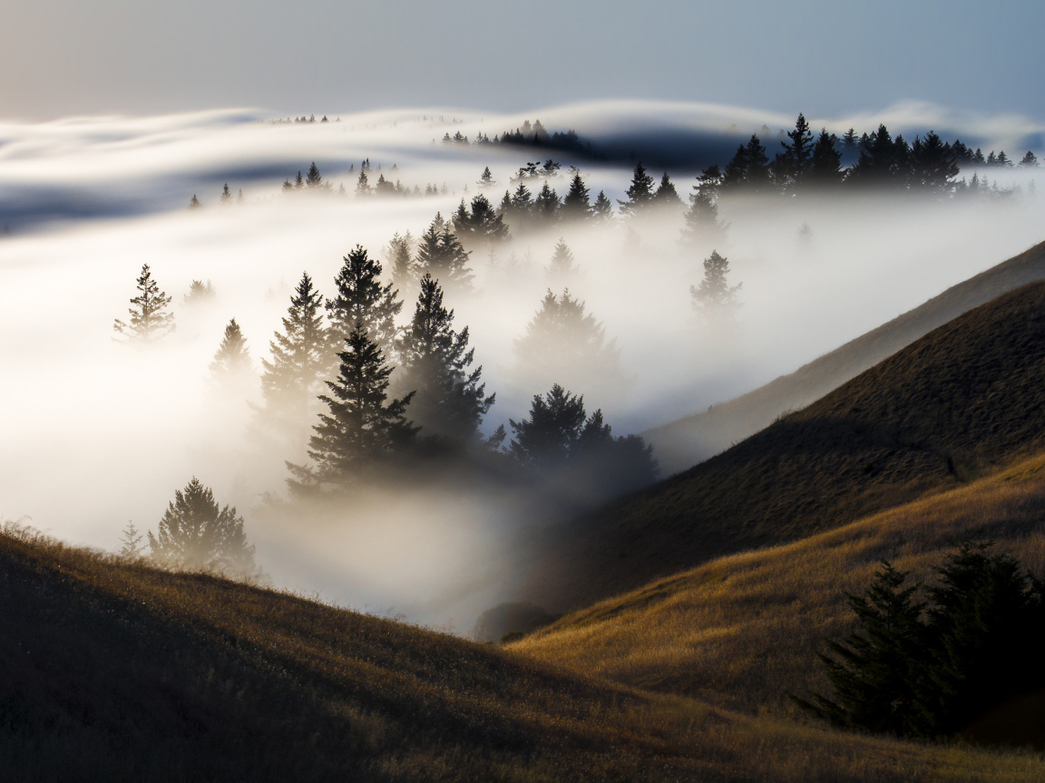 Утренний туман покрыл деревья и холмы