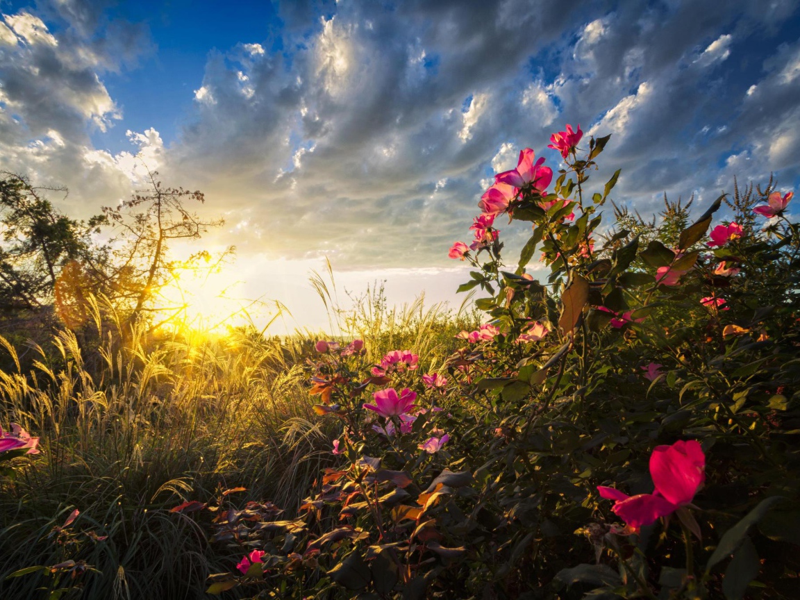 Теплые солнечные лучи падают на цветы на рассвете