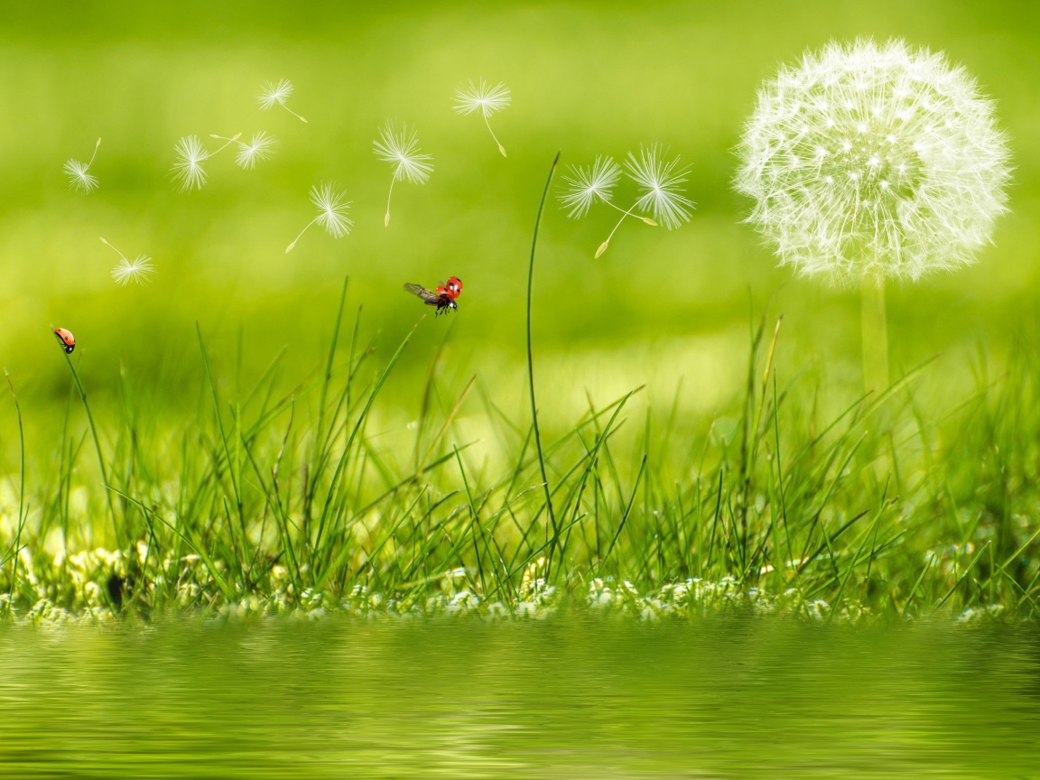 Белый одуванчик с зеленой травой у воды