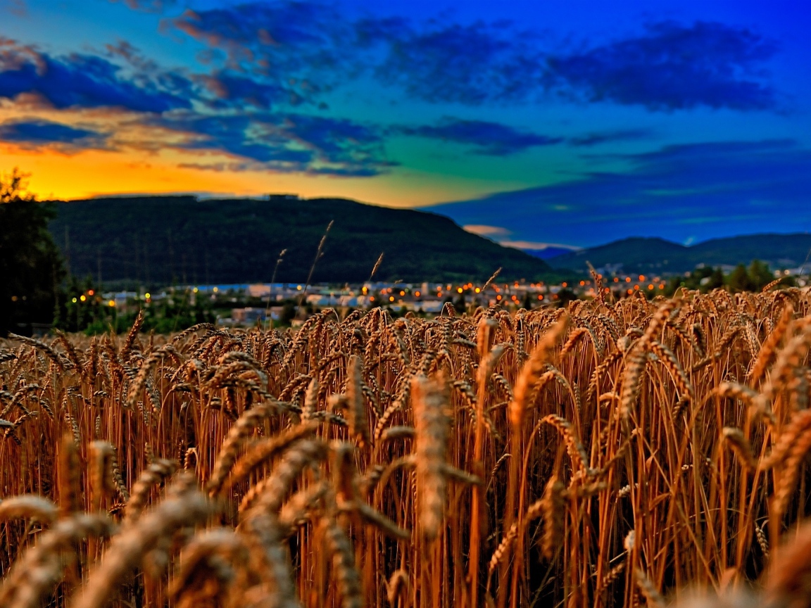 Поле спелой пшеницы на фоне красивого неба на закате