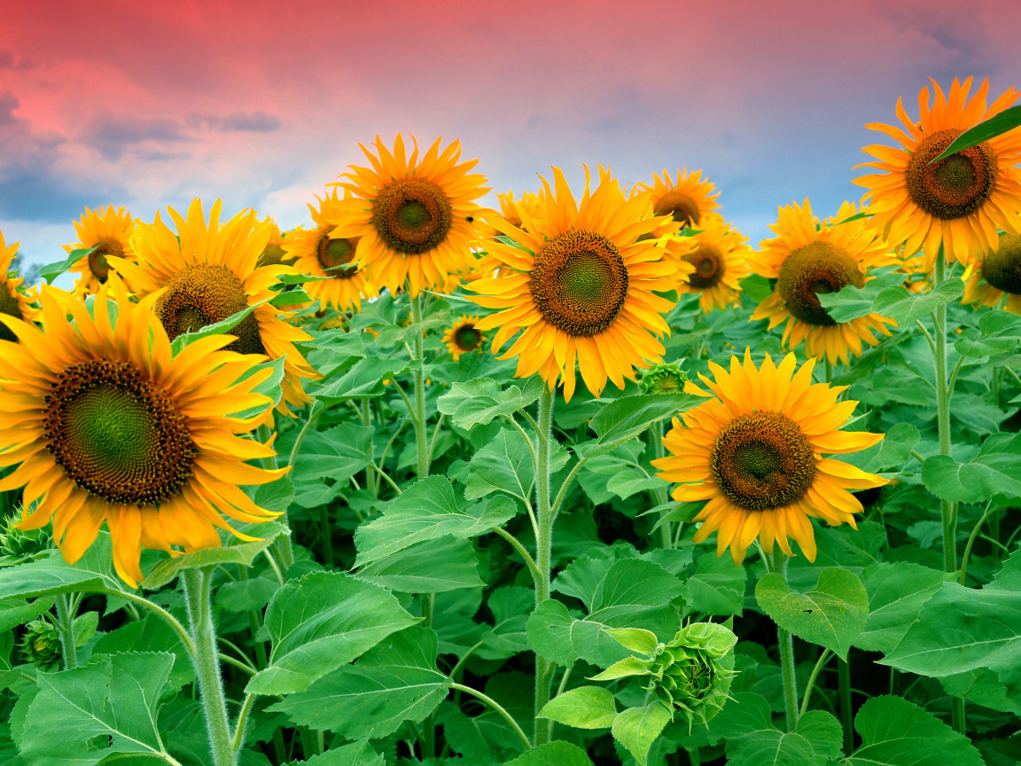 Цветущие подсолнухи в поле под красивым небом 