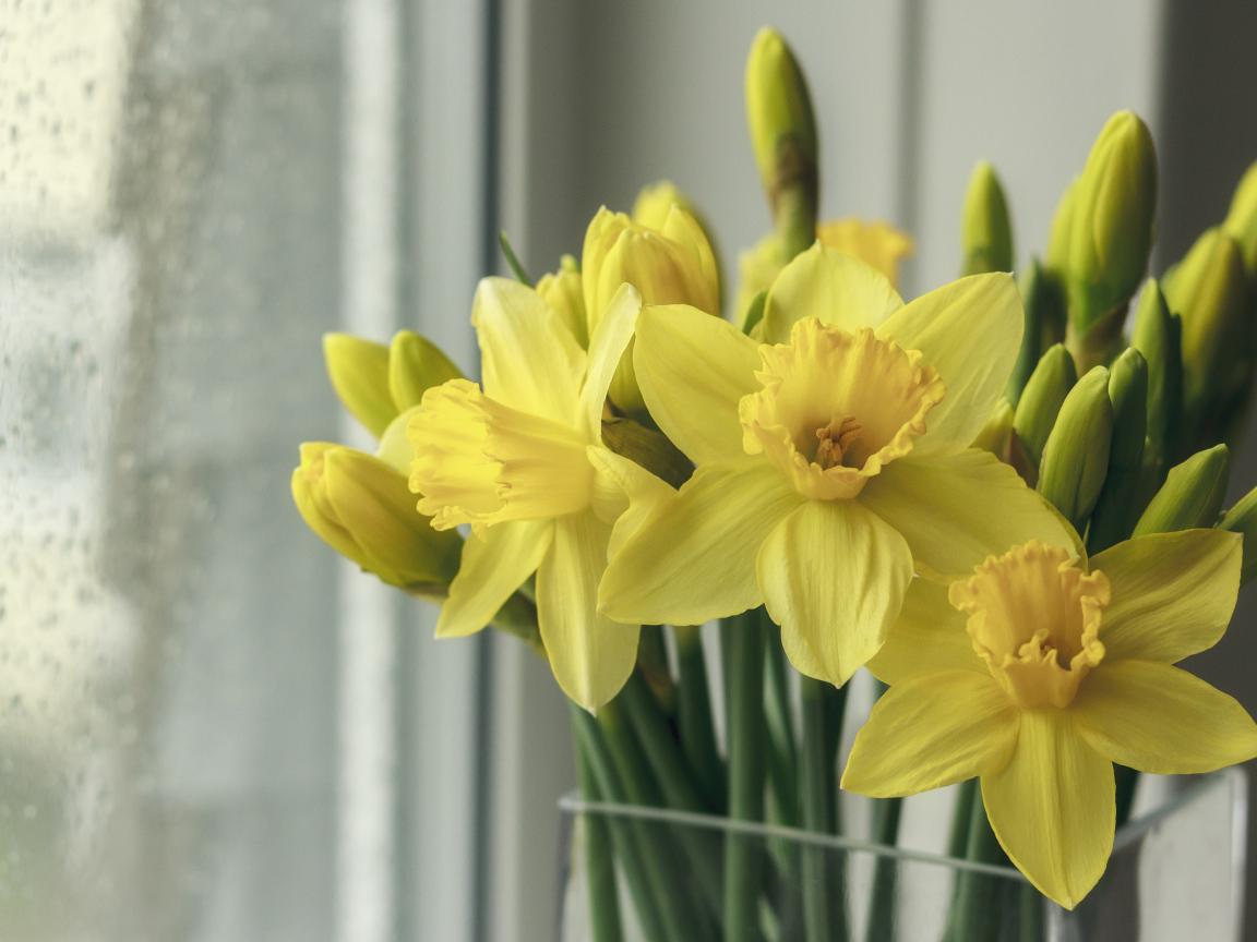 Букет желтых нарциссов в вазе у окна