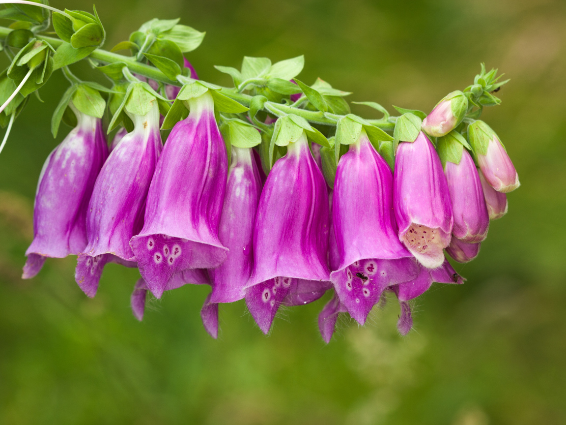 Веточка красивых фиолетовых цветов колокольчиков