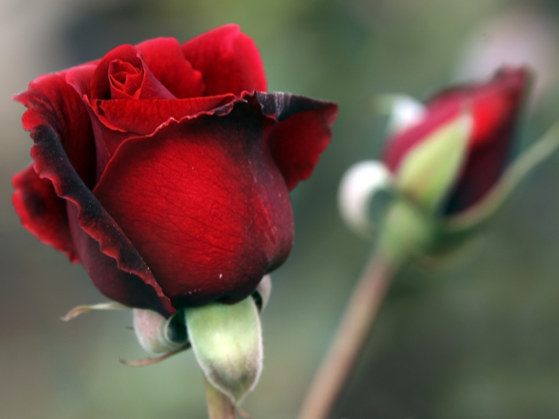 Цветок красной розы с бутоном крупным планом