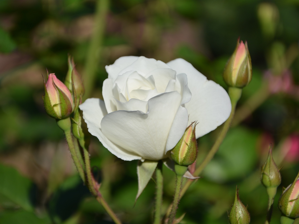 Нежная белая садовая роза 