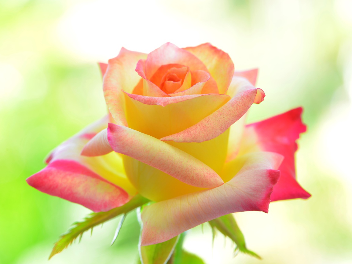 Нежная желтая роза с розовыми лепестками 