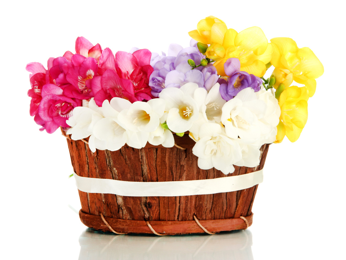 Корзина разноцветных цветов Фрезия на белом фоне