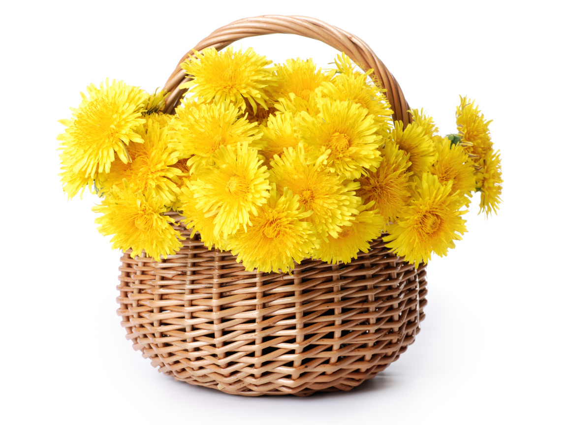 Корзина желтых одуванчиков на белом фоне