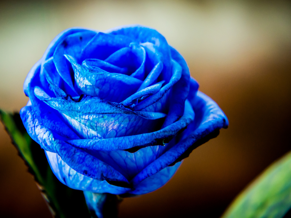 Красивая синяя роза крупным планом