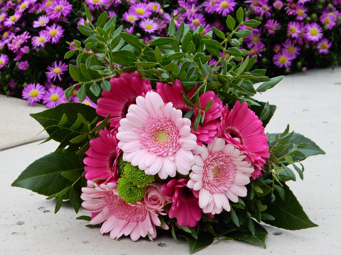 Красивый букет розовых гербер 