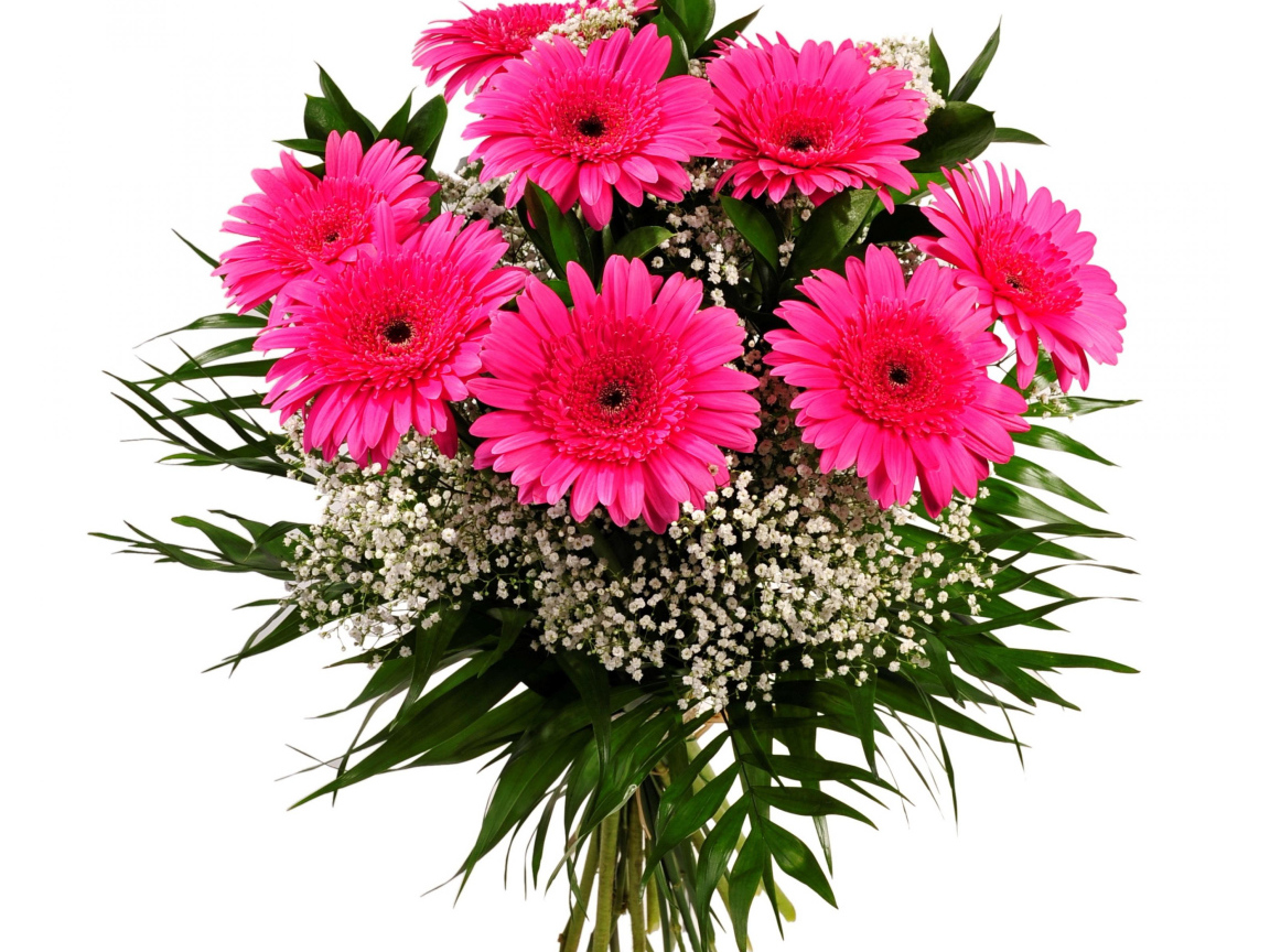 Красивый букет розовых гербер с зелеными листьями на белом фоне