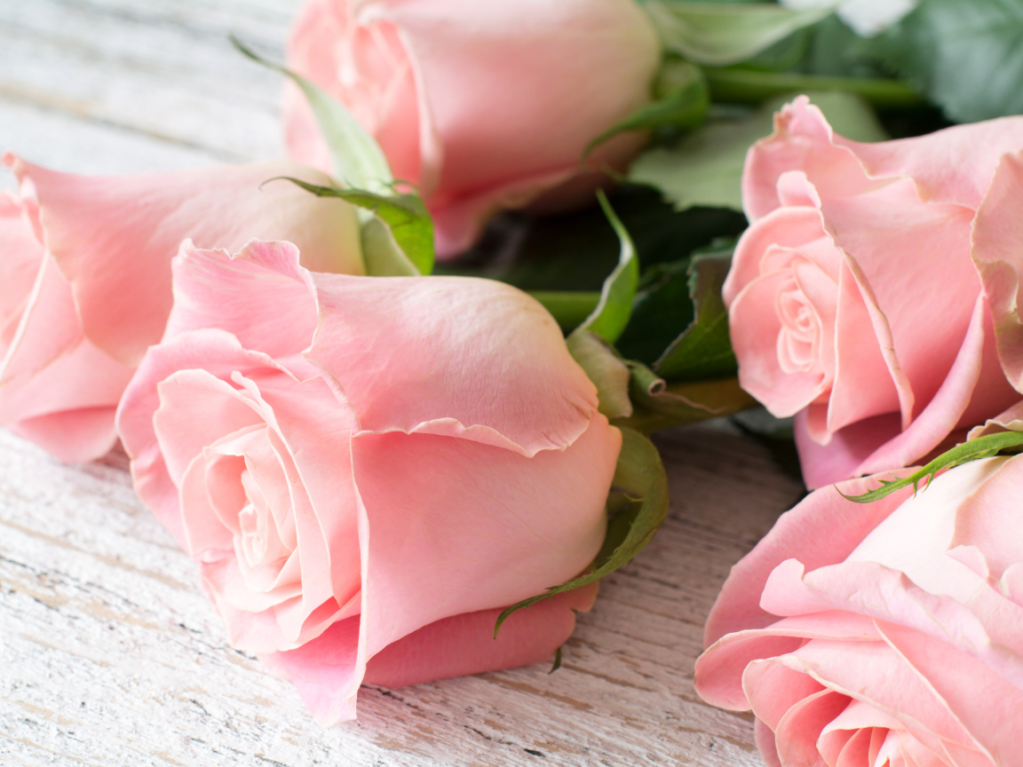 Красивый букет розовых роз крупным планом