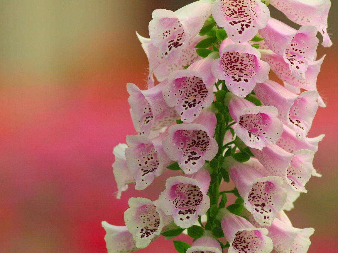 Красивые нежные розовые цветы наперстянка