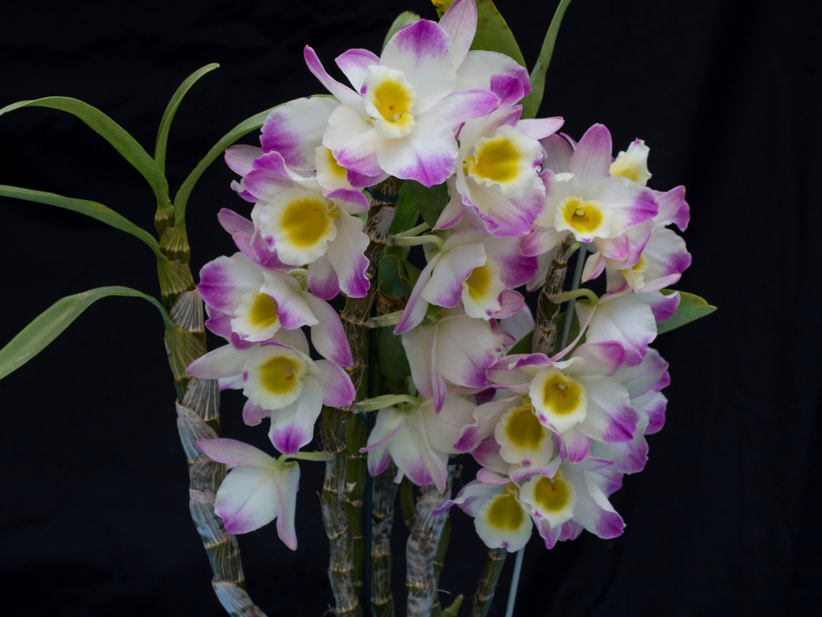 Красивые нежные бело - сиреневые орхидеи крупным планом