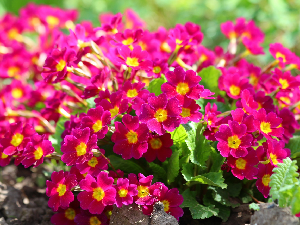 Красивые цветы примула на клумбе