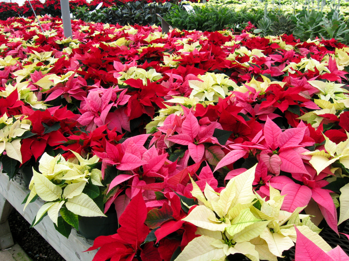 Красивые комнатные цветы молочай, пуансеттия
