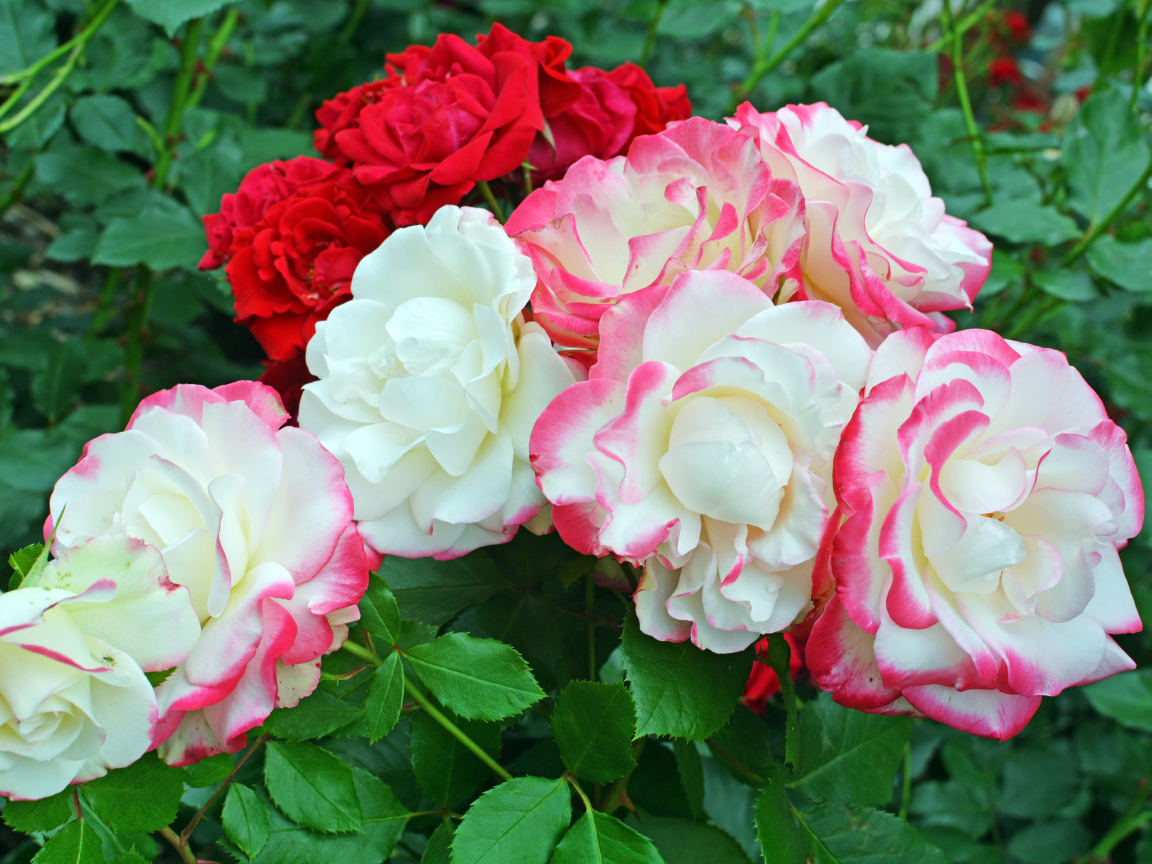 Красивые разноцветные садовые розы на клумбе 