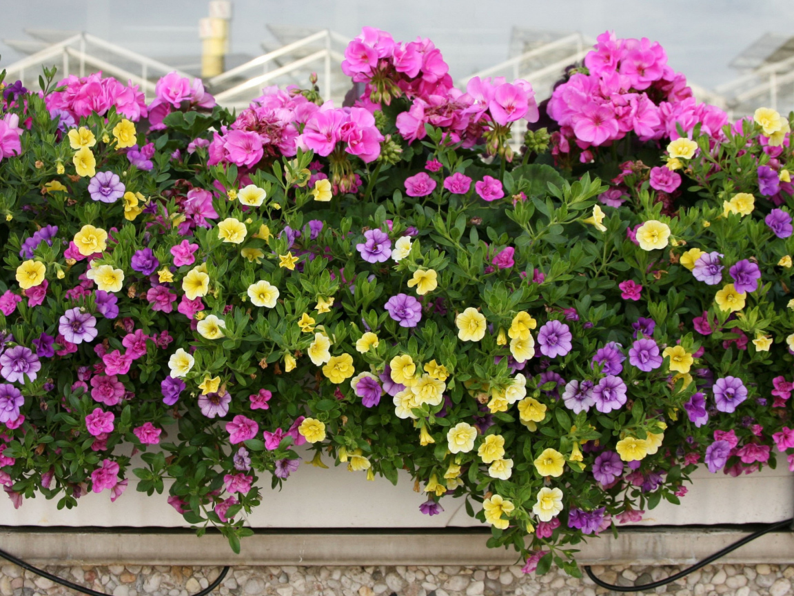 Красивые разноцветные петунии в горшках на балконе