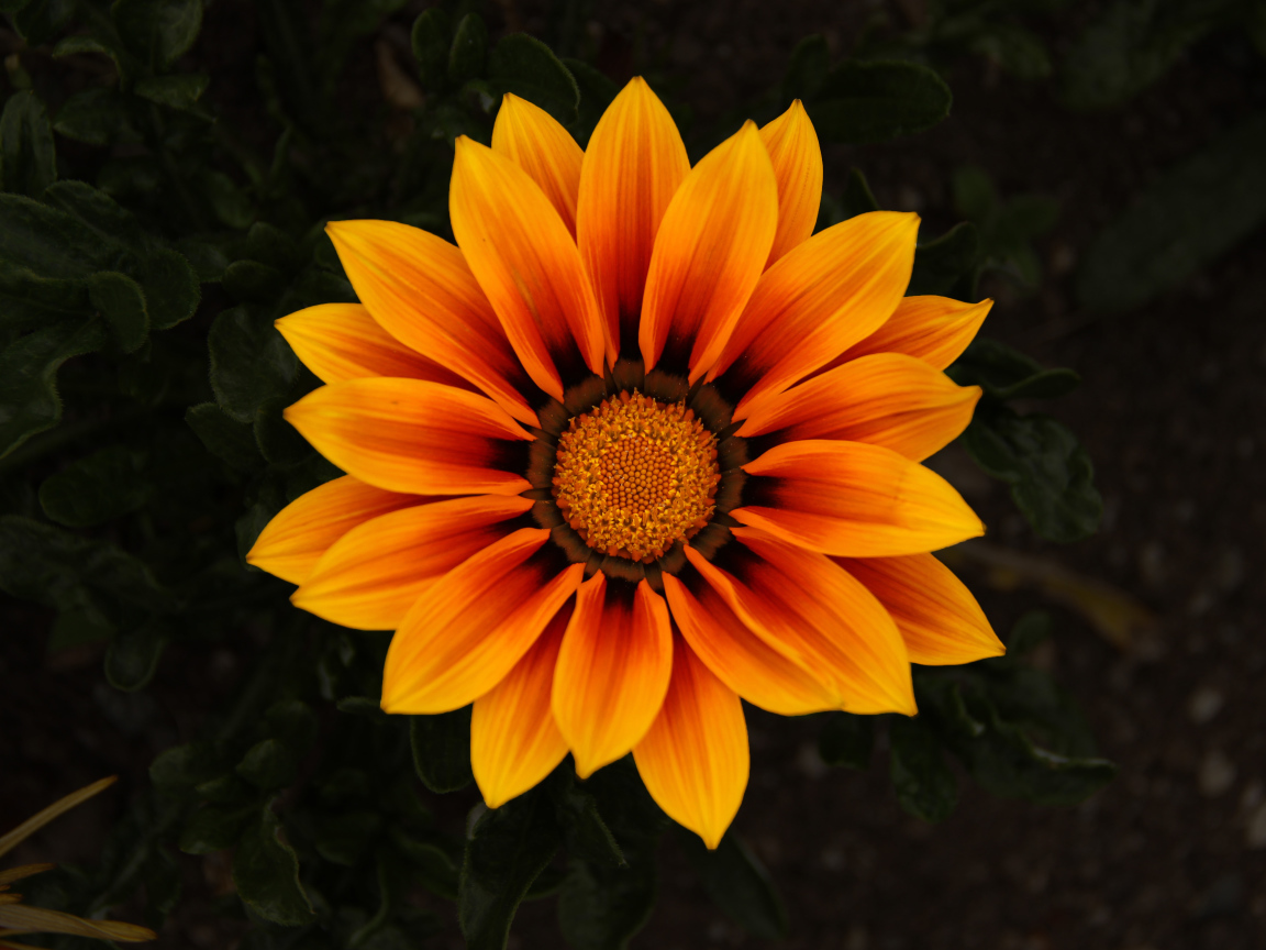 Красивый оранжевый цветок Газания 