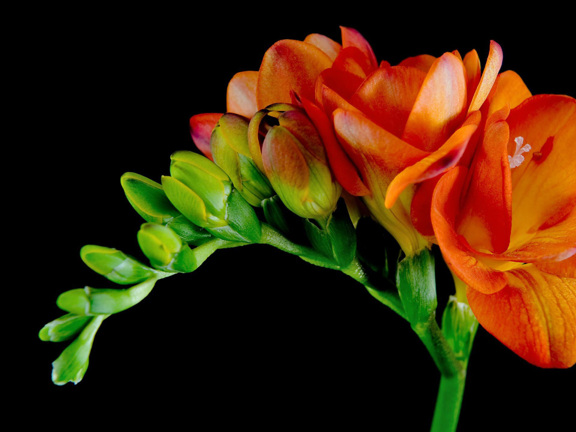 Красивые оранжевые цветы Фрезия 