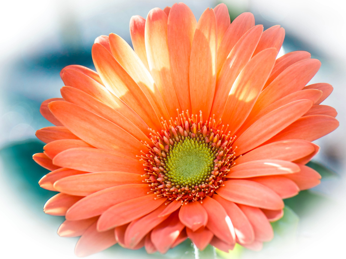 Красивый оранжевый цветок гербера крупным планом 