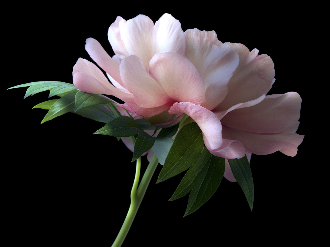 Красивый розовый пион крупным планом на черном фоне