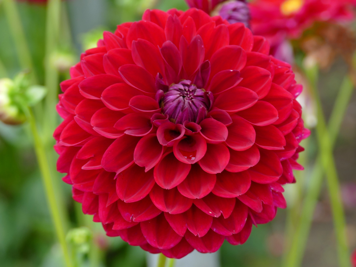 Красивый красный  цветок георгин