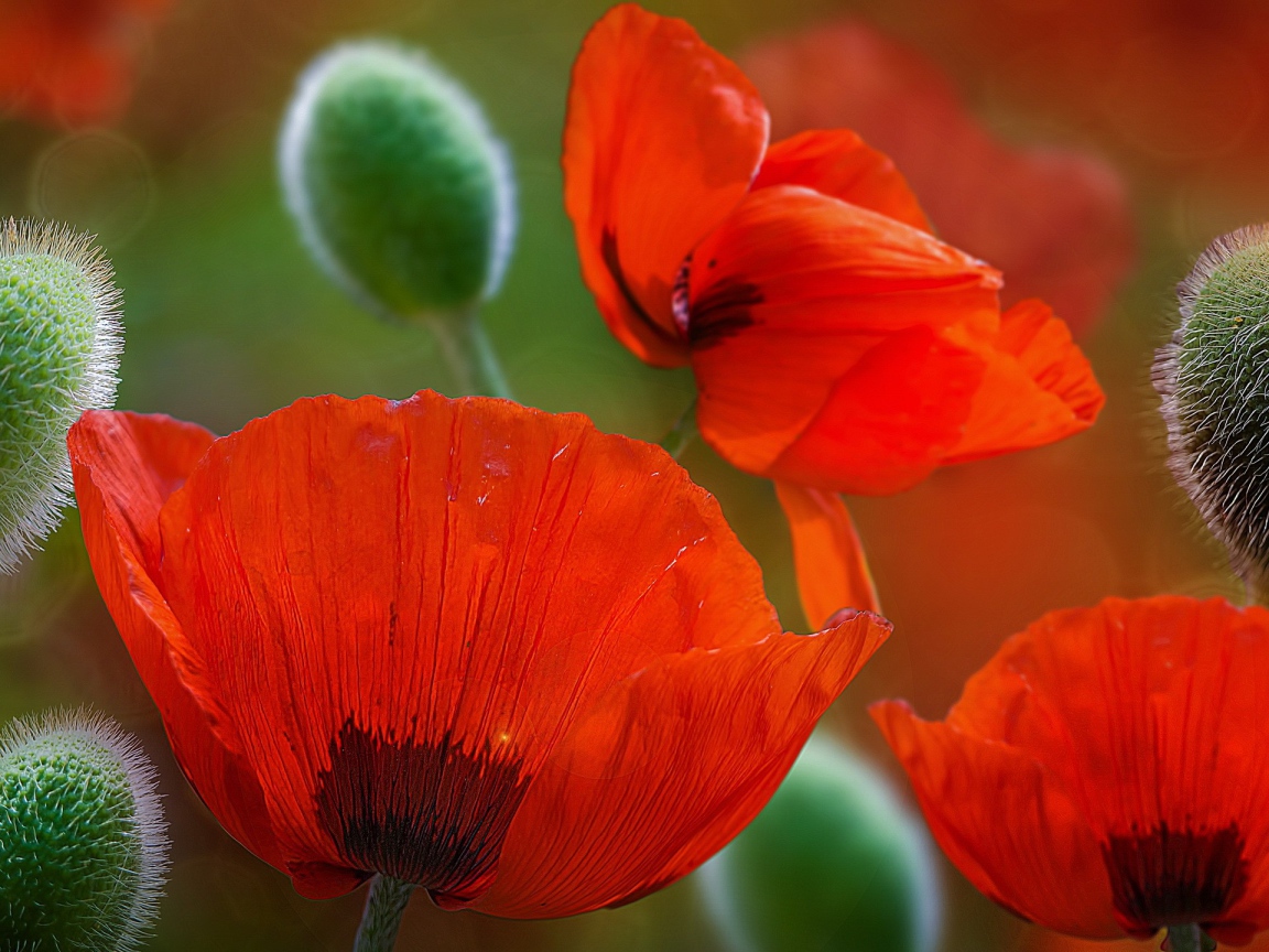 Красивые красные цветы маки 