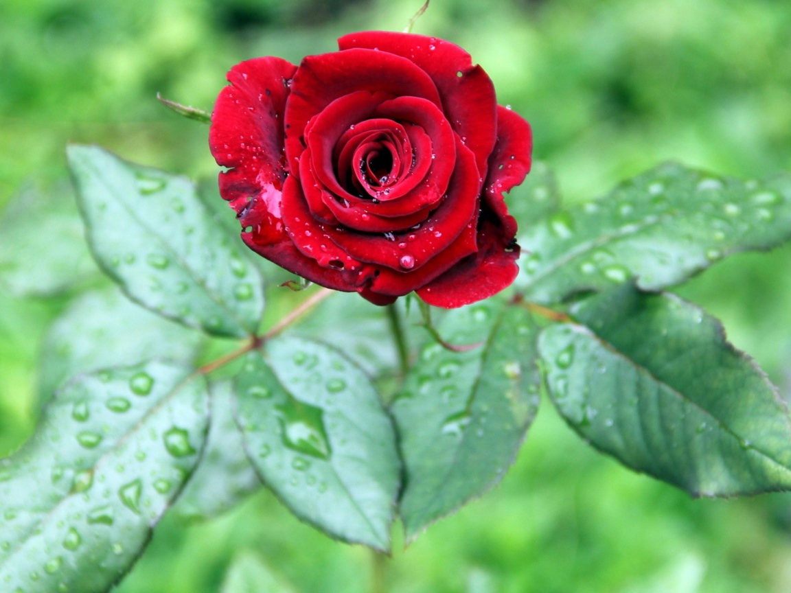 Красивая красная роза с зелеными листьями в каплях дождя