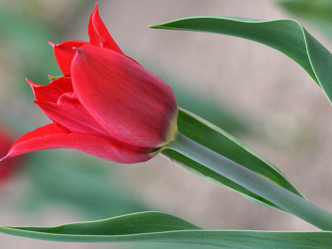 Красивый красный тюльпан 