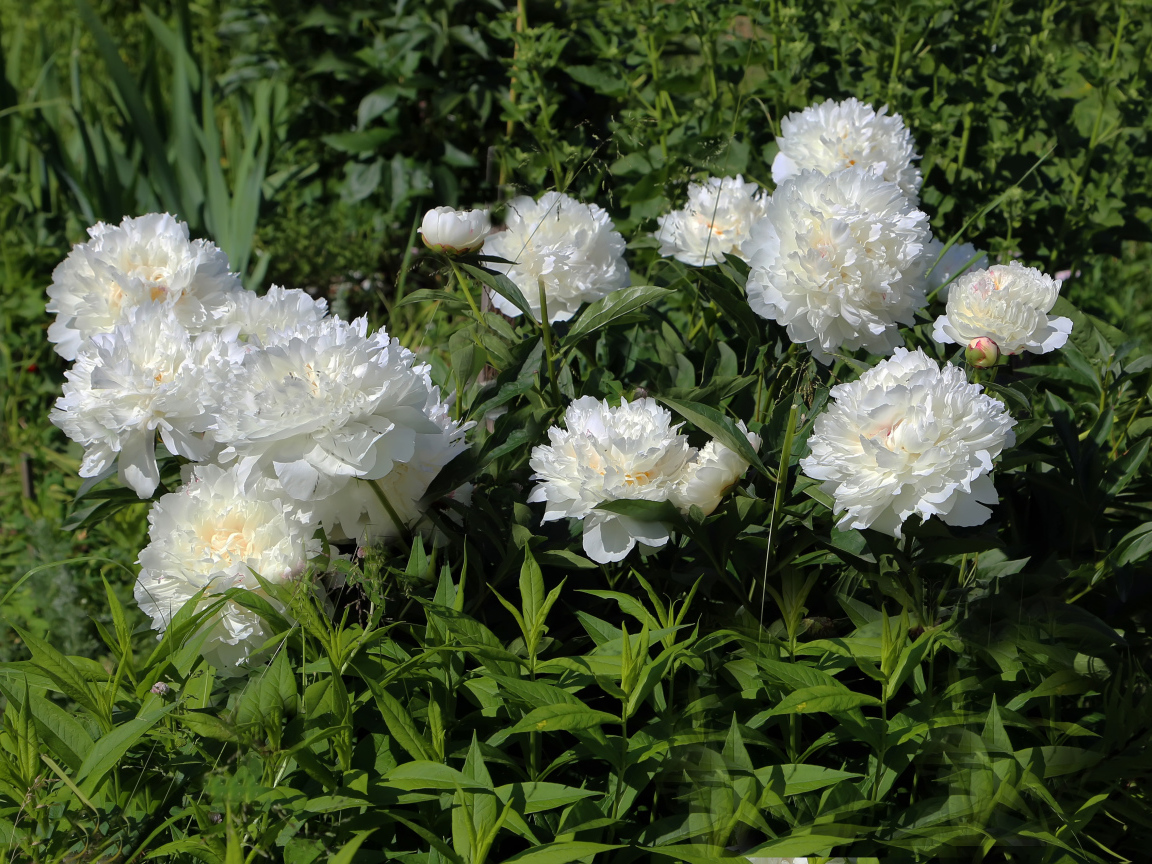 Красивые нежные белые пионы на клумбе