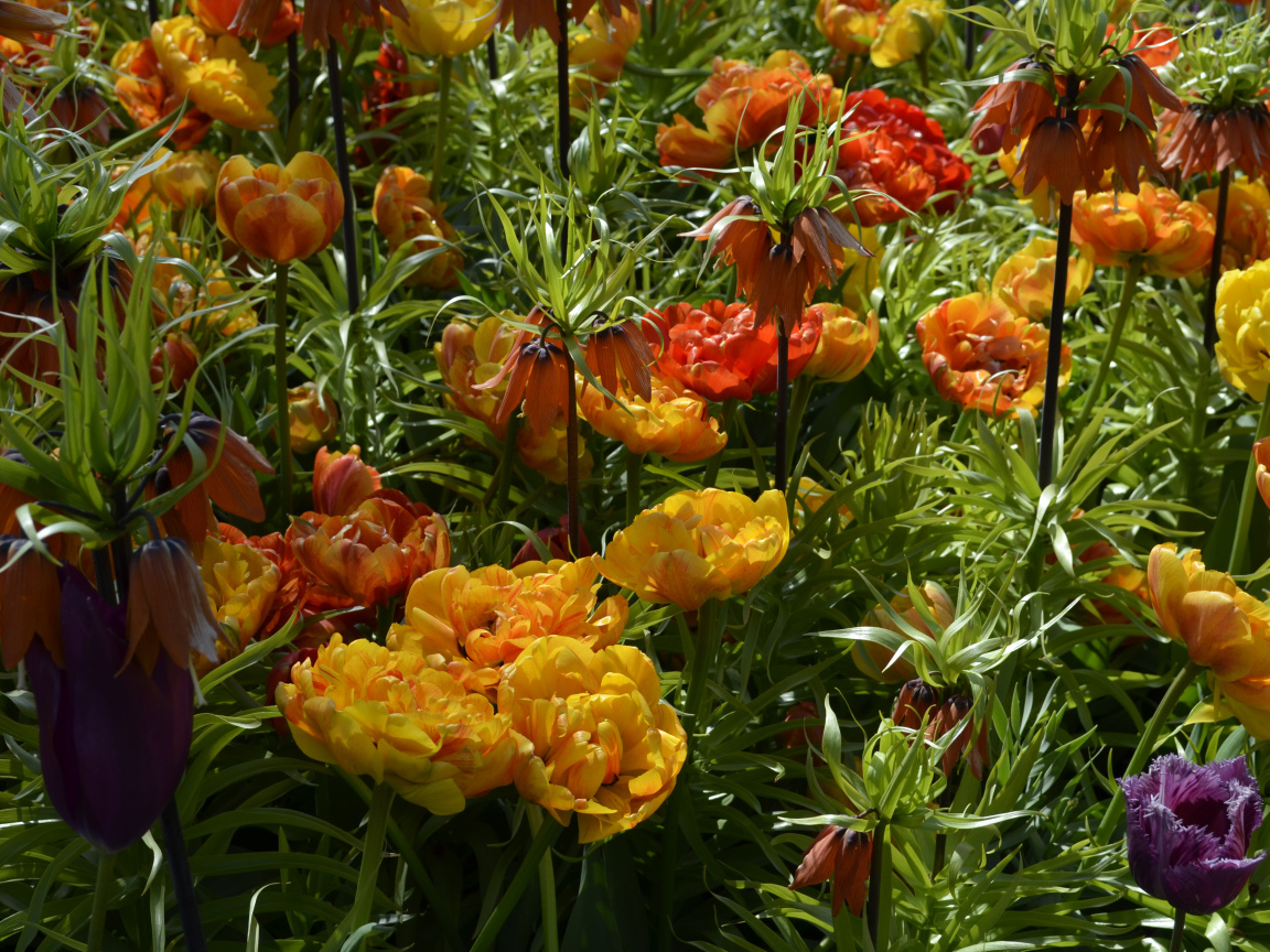 Красивые тюльпаны и рябчики на клумбе крупным планом