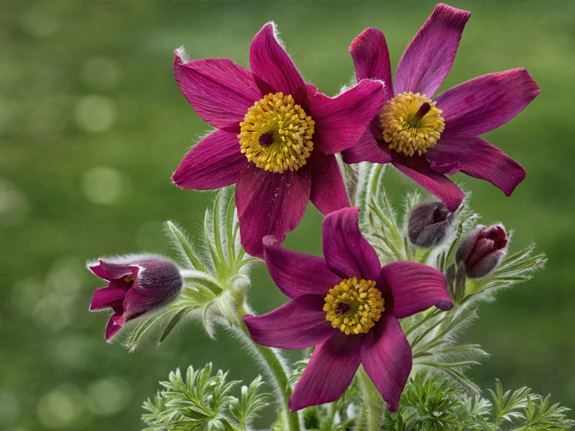 Красивые фиолетовые цветы прострел альпийский крупным планом