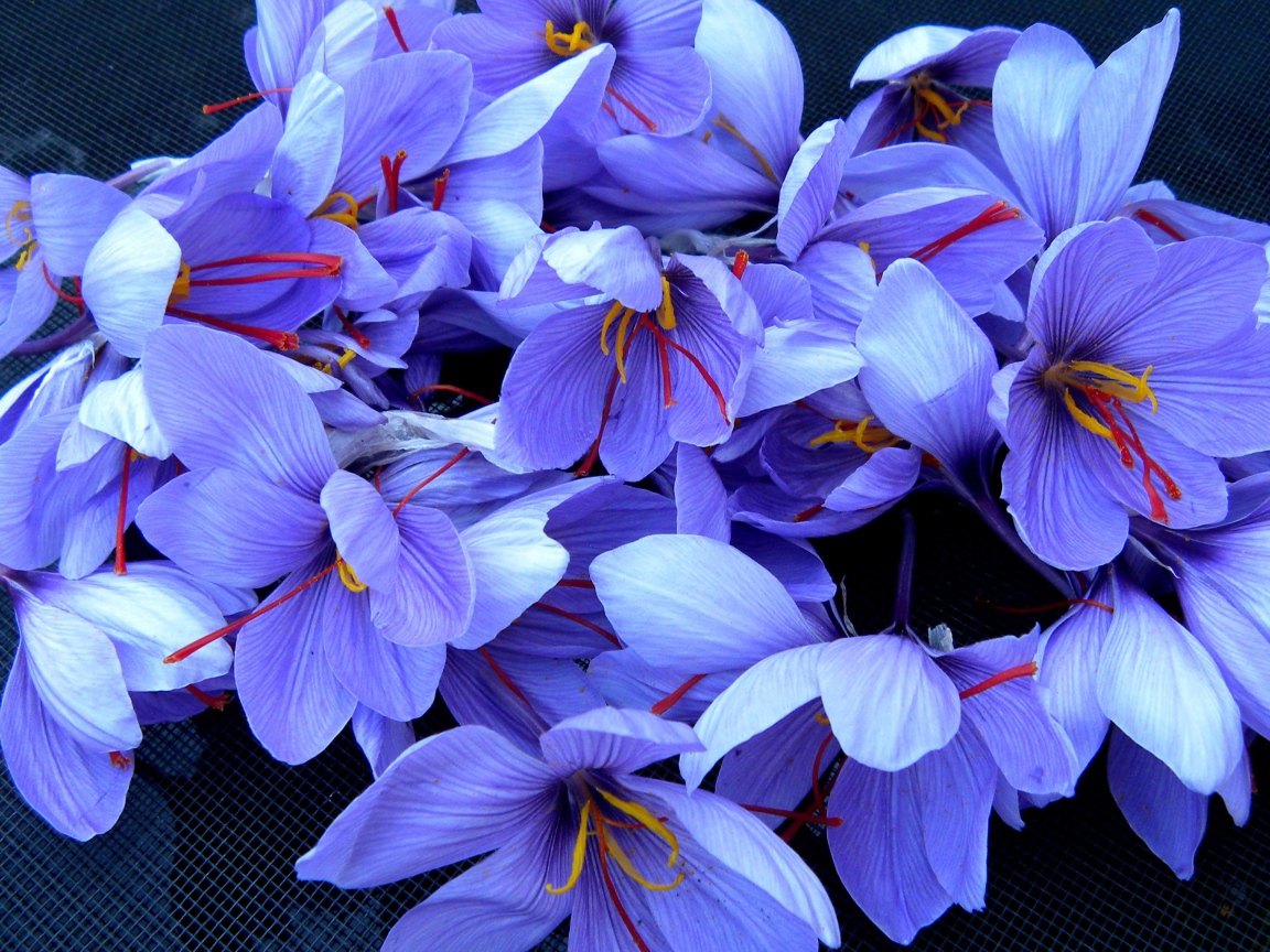 Красивые фиолетовые цветы шафран