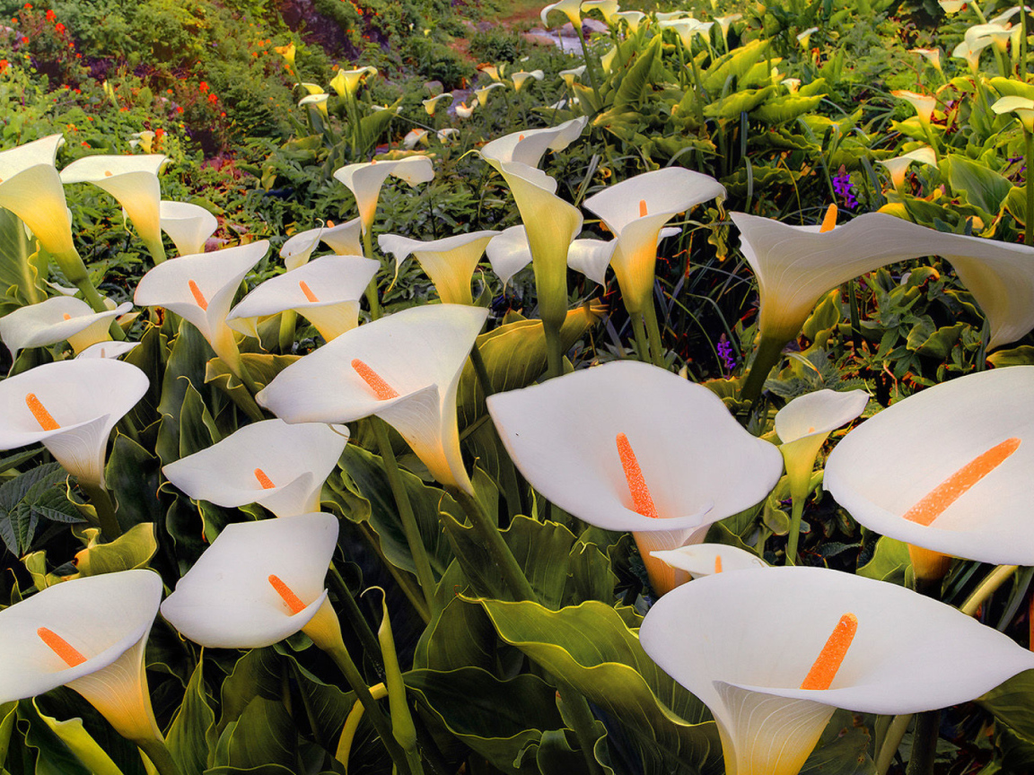 Красивые белые каллы 