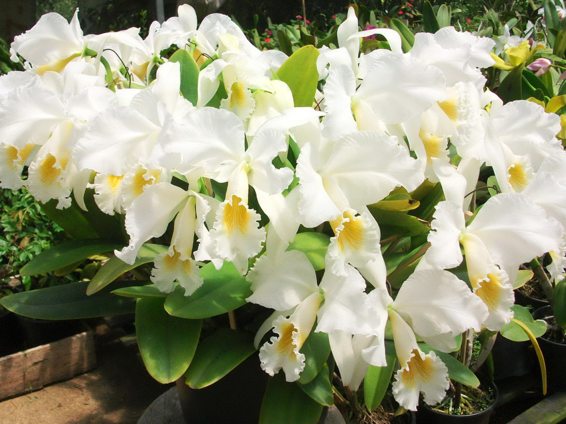 Красивые белые орхидеи на клумбе крупным планом