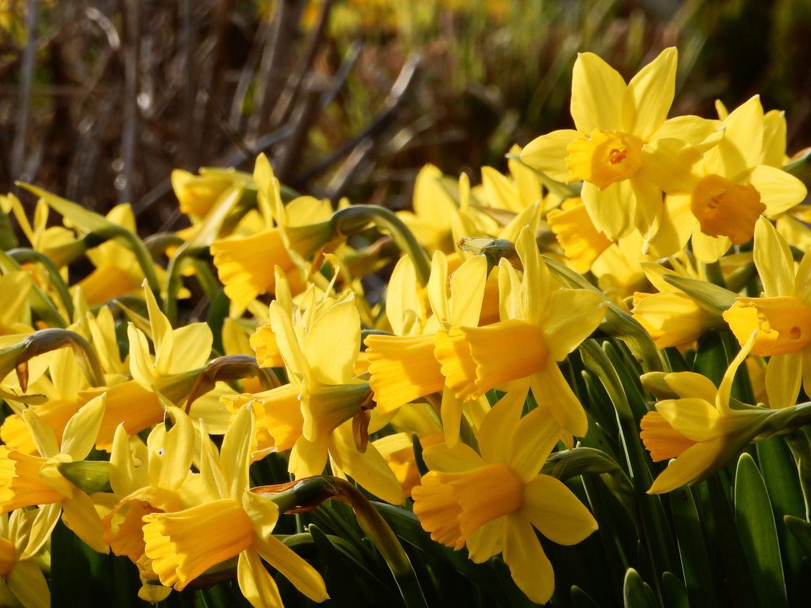 Красивые желтые нарциссы на клумбе 