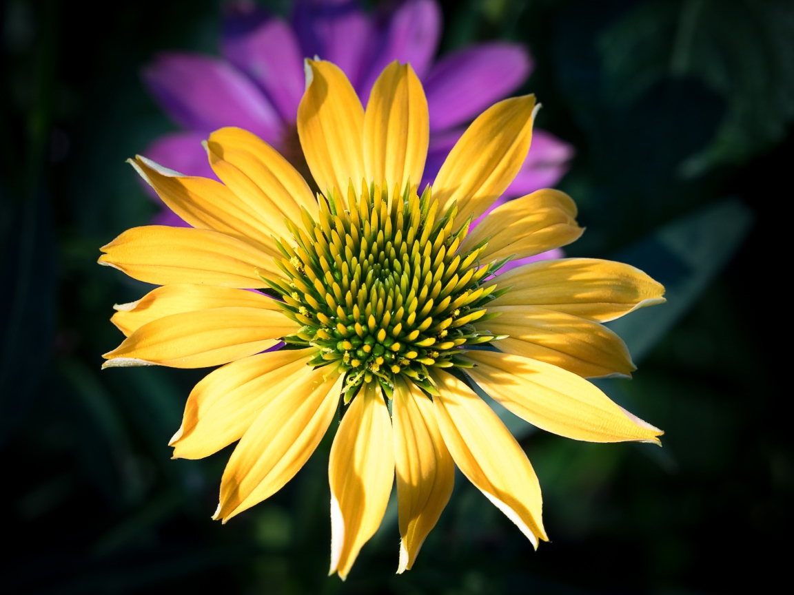 Красивый желтый цветок крупным планом